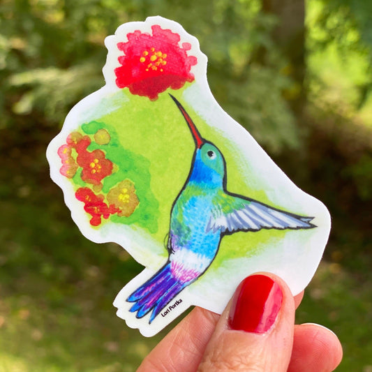 Blue Chested Hummingbird